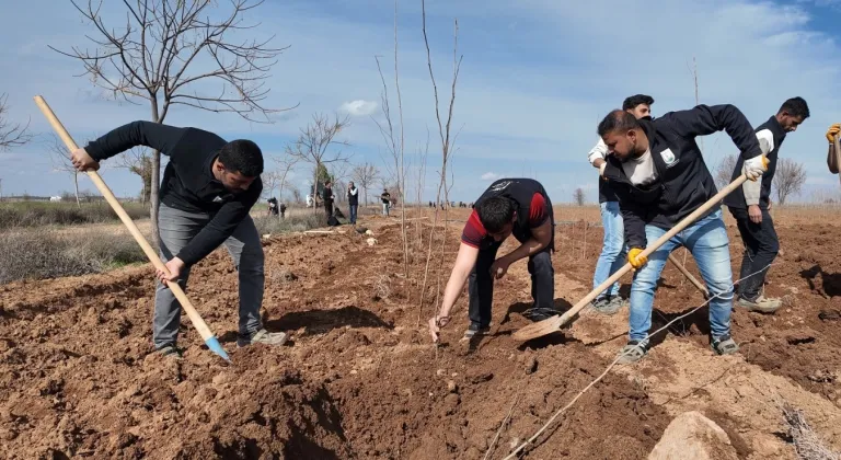 20 bin çınar Şanlıurfa için hazırlanıyor