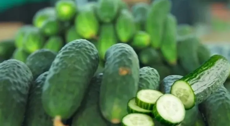 ABD’de Salmonella Tehlikesi: Bedner Growers Salatalıkları Geri Çağrılıyor