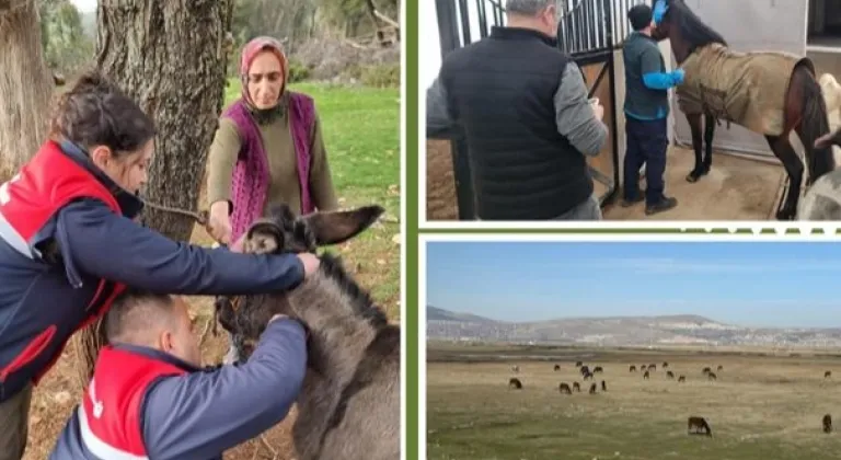 Afrika at vebası için ülke genelinde tarama başlatıldı