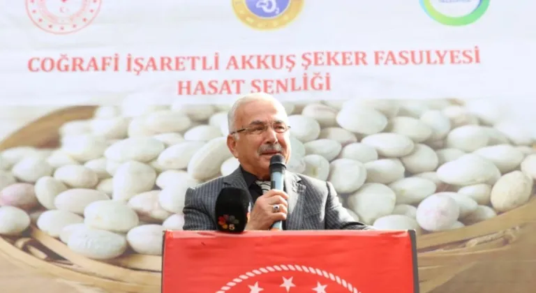 Akkuş Fasulyesinde Hasat Başladı