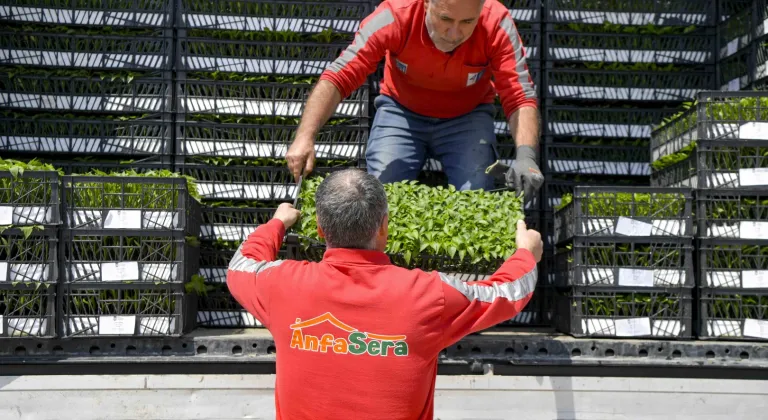 Ankara Büyükşehir’den çiftçilere 624 bin fide desteği