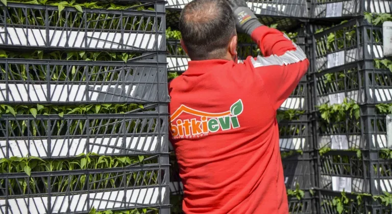 Ankara’da Çiftçilere Yüz Binlerce Sebze Fidesi Desteği