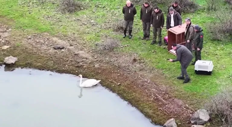 Ankara’da güçten düşen kuğu, Edirne'de doğaya salındı