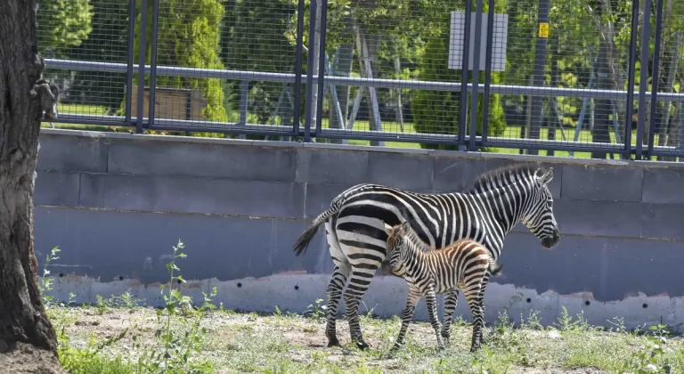 Ankara’da Yavru Zebra Heyecanı: İsmini Başkentliler Seçecek