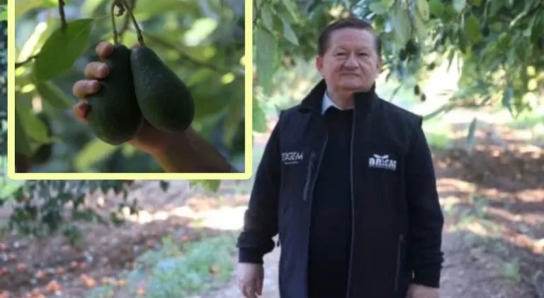 Antalya avokado üretiminde rekor kırdı