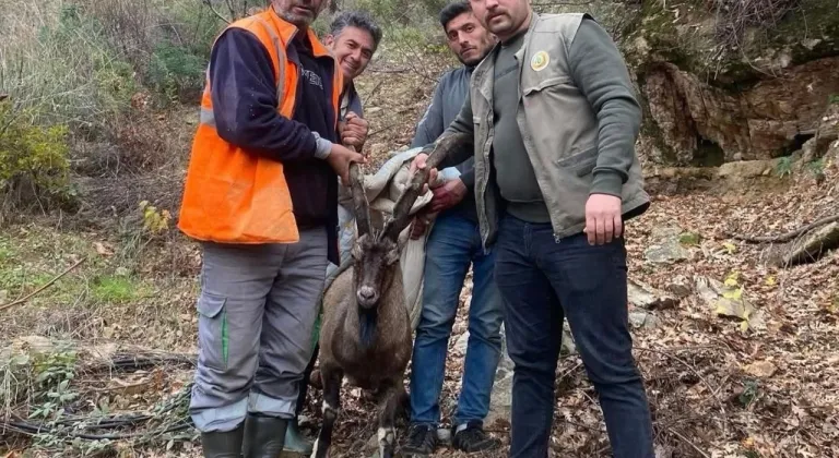 Antalya Gazipaşa’da yaralı yaban keçisi tedavi altına alındı