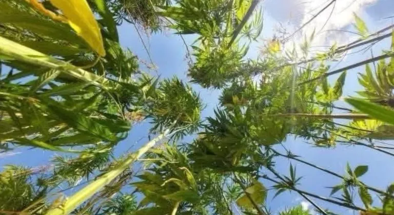 Antalya Isparta ve Burdur’da kenevir üretimine resmen izin verildi