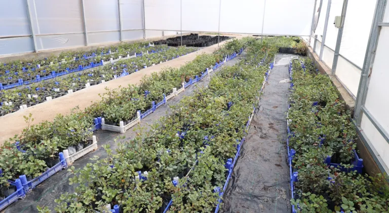 Antalya'da keçiboynuzu üreticisine fidan desteği