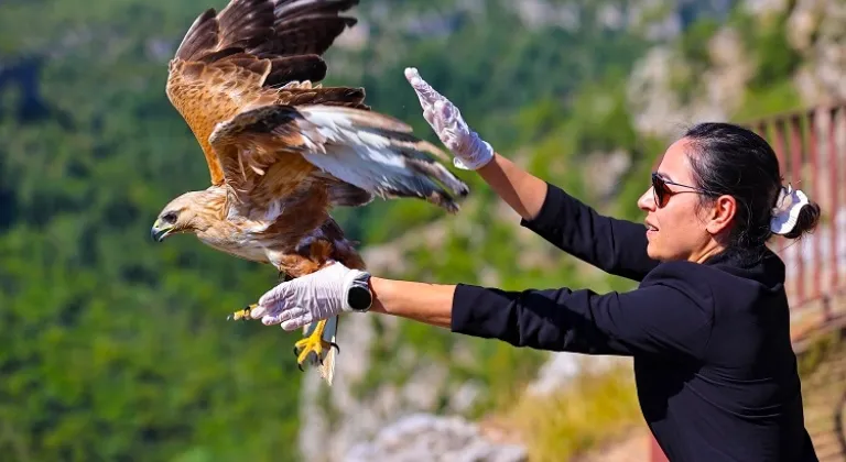 Antalya'da kızıl şahin yeniden kanatlandı