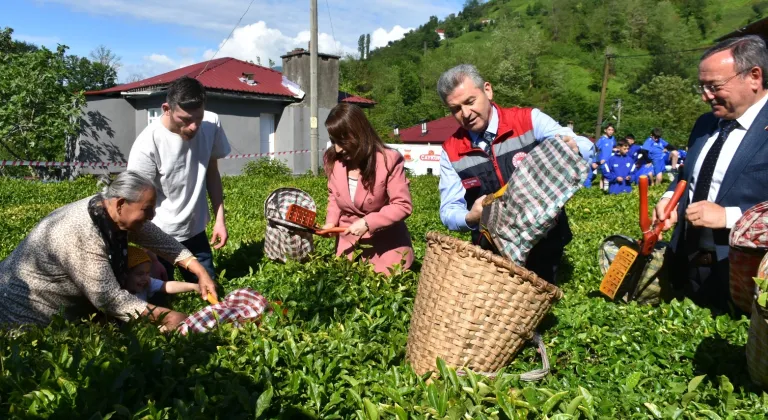 Artvin'de geleneksel çay hasadı başladı