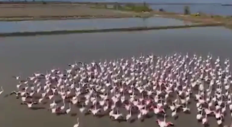 Aydın Söke’de flamingolar ve yaban kuşları için doğaya yardım