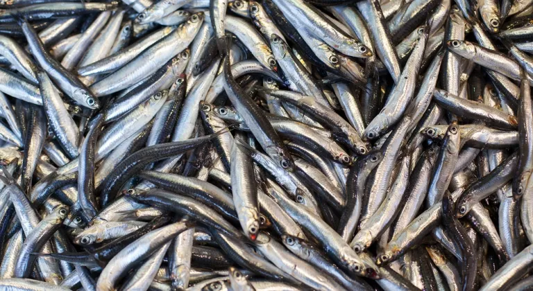 Balıkçıların yüzü hamsiyle güldü