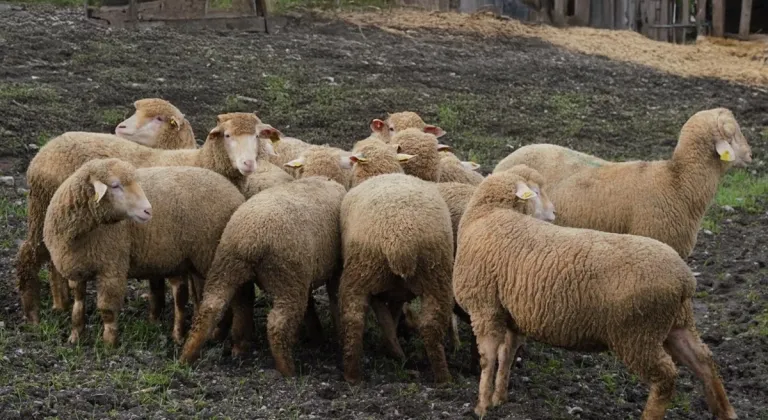 Balıkesir Büyükşehir’den Çiftçiye %100 Damızlık Desteğİ