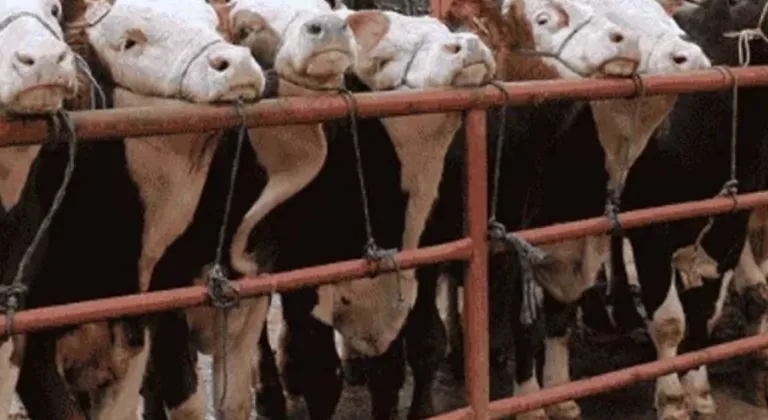 Balıkesir Gönen'de hayvan pazarlarına 'şap' tedbiri