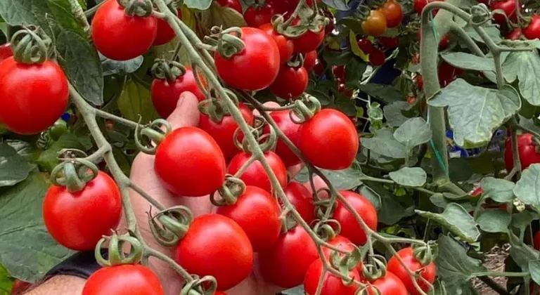 Balıkesir’de zincir markete 'fahiş fiyat' incelemesi... Zincir markette kokteyl domates vurgunu!