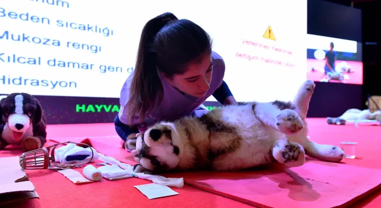 Başkent’te sokak hayvanlarına kapsamlı destek