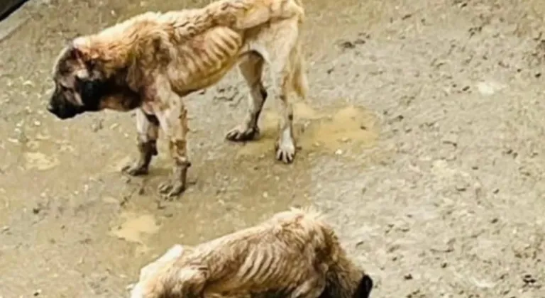 Bozüyük Kaymakamlığı inceleme başlattı!