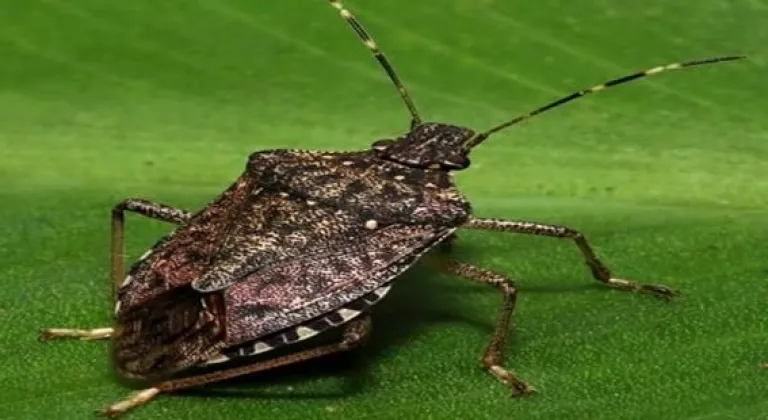 Bu böceği gördüğünüz yerde imha edin!