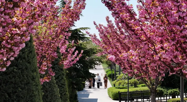 Bu manzara için Japonya'ya gitmenize gerek yok! Konya'da Sakura mevsimi başladı
