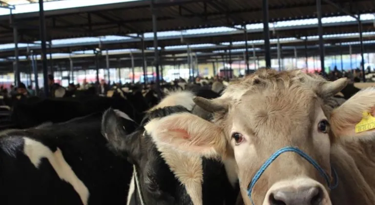 Burdur Canlı Hayvan Pazarı üreticilere yeniden kapılarını açtı