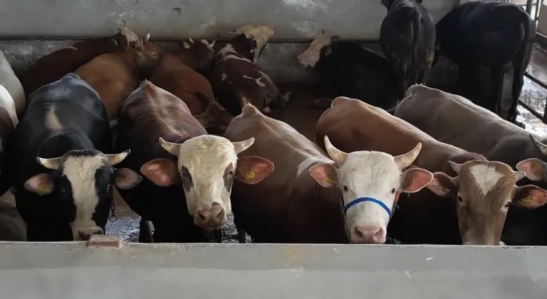 Bursa İnegöl’de kurban pazarı doldu taştı