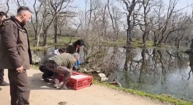 Bursa Karacabey’de yaban hayata özgürlük
