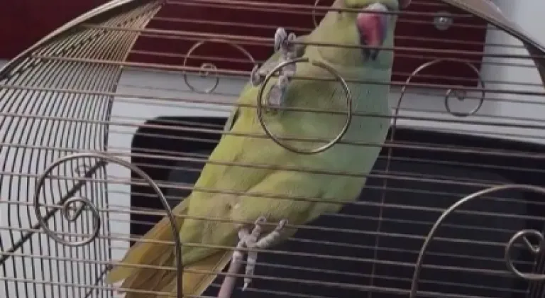 Bursa’da kaçak hayvan ticareti denetim