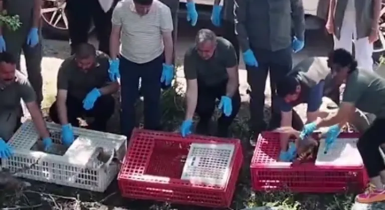 Bursa'da tedavileri tamamlanan yaban hayvanlar doğaya salındı