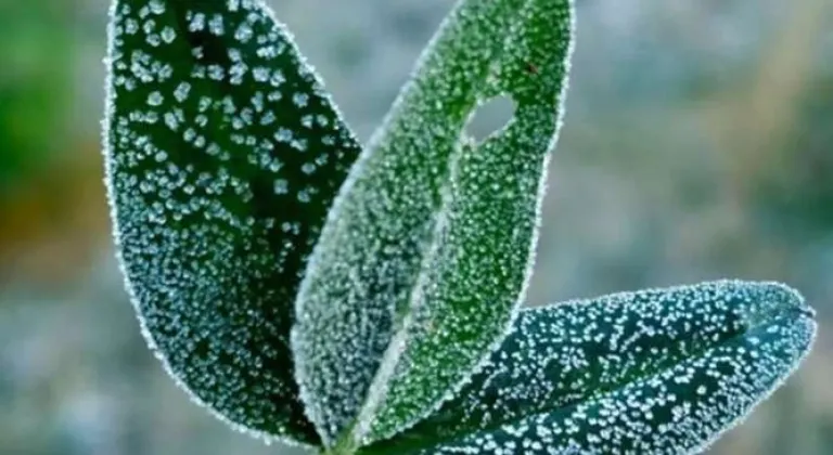 Bursa’dan zirai don uyarısı!