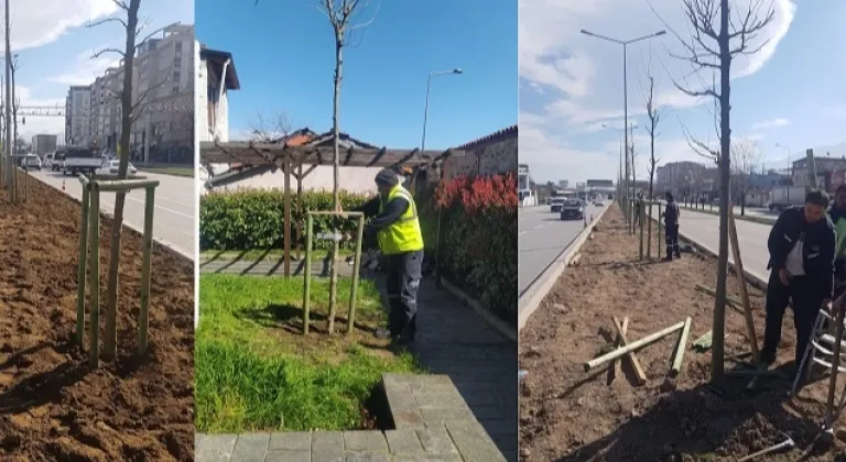 Bursa’nın 700 yıllık mirası 700 çınarla kök salıyor