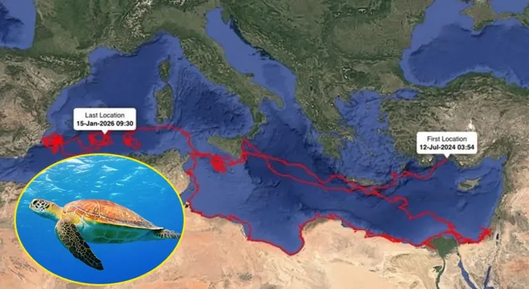 Caretta Gümüş 24 bin km yol kat etti