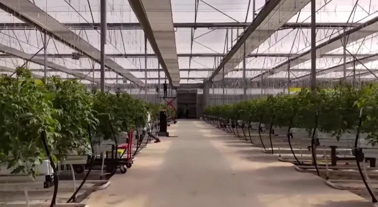 Çaycuma Sera OTB üretime başladı