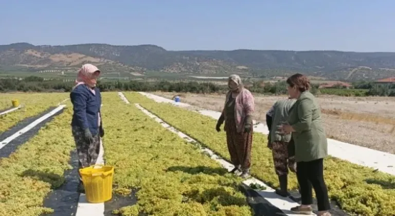 CHP’li Karaca, üzüm üreticilerinin sorunlarına dikkat çekti