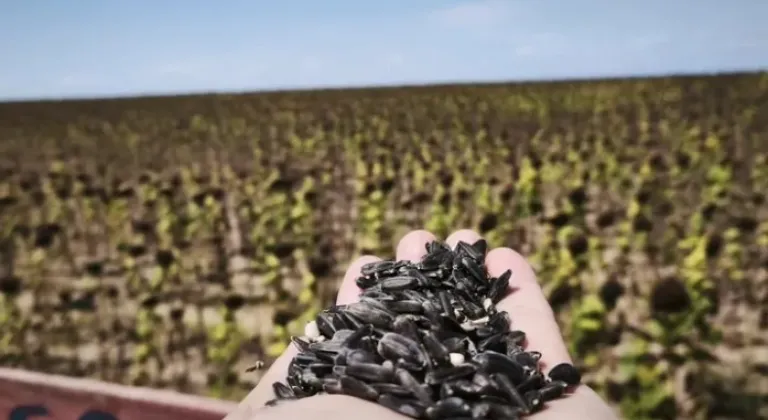 CHP’li Meclis Üyelerinden Ayçiçeği Fiyatlarına Revizyon Çağrısı