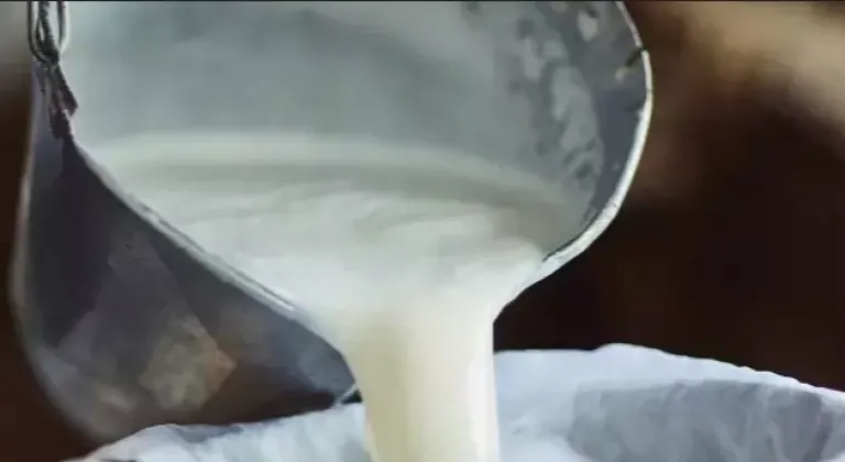 Çiğ süt üretimi 2025’te geriledi! Manda ve keçi sütü sert düştü!