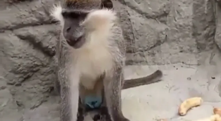 Denizli’de fırtınadan kaçan maymun yeniden korumaya alındı