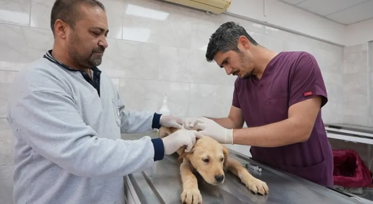 Denizli'de sokak hayvanlarına kalıcı çözüm hamlesi