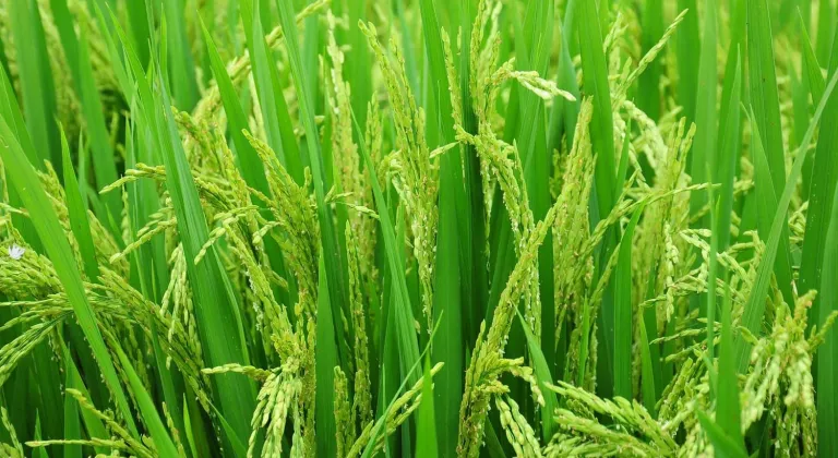 Edirne’de 2026 çeltik ekim başvuruları başladı