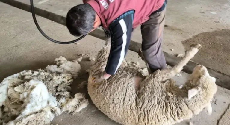 Edirne'de Koyun Kırkım Eğitimi Düzenlendi







