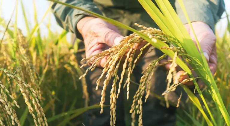 Edirne’de Uluslararası Çeltik Çalıştayı başlıyor
