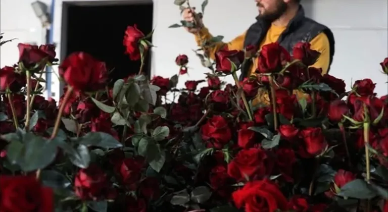 Elmalı Yaylası’nda Gül serasıyla tarımda yeni dönem