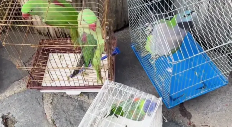 Eminönü’nde petshop denetimi... 39 papağan koruma altında