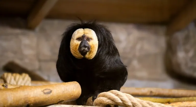 Eskişehir Hayvanat Bahçesi’ne 30 yeni tür kazandırıldı