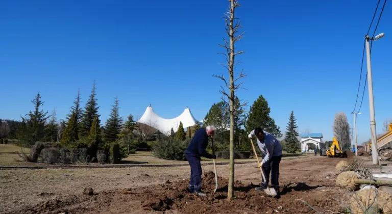 Eskişehir Sazova Parkı’nda kavakların yerini çınarlar alıyor