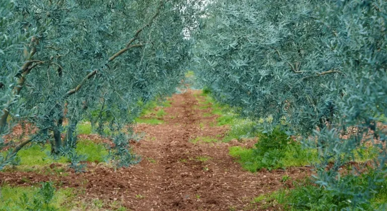 Eskişehir’de 'Dorlion Zeytinyağı' kalitesini ödüllerle tescilledi