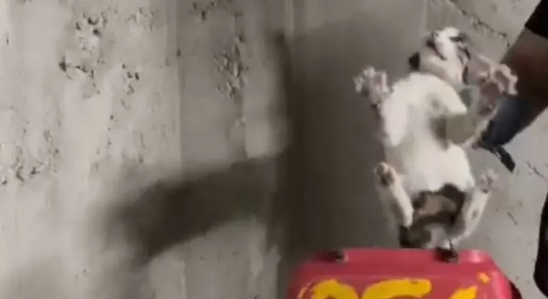 Eskişehir’de itfaiye ekiplerinden yürek ısıtan kurtarma