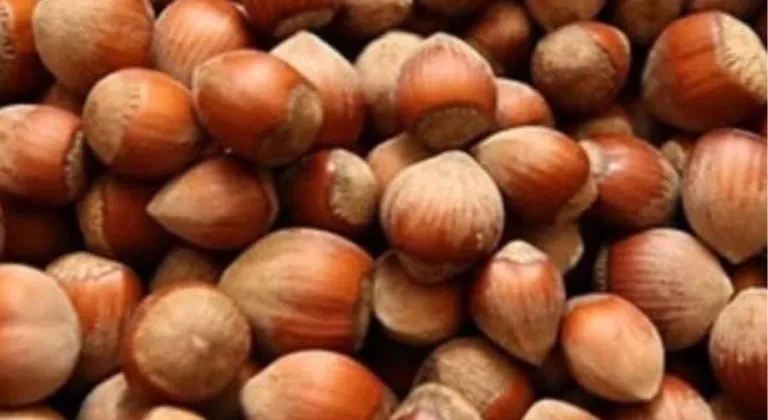 Fındık üreticisi zor durumda!