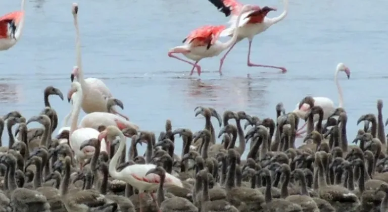 Flamingoların Doğal Güzellikleri Bornova’da

