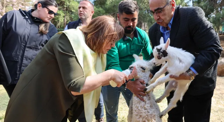Gaziantep Doğal Yaşam Parkı’nda Doğan İlk Zürafa Yavrusu Ziyaretçileriyle Buluştu