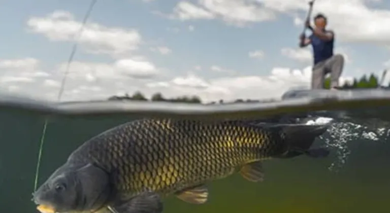 İç sularda sazangiller için av yasağı başladı